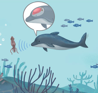 푸른 바다의 똑똑한 수다쟁이, 원조 음파 탐험가에게 배우다